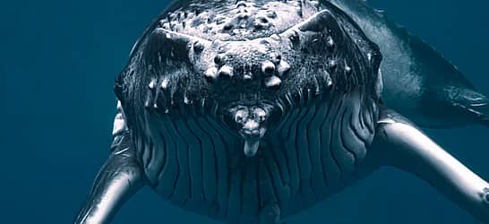 Humpback Whale Awareness Month