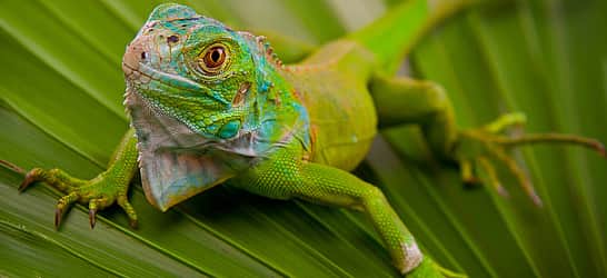 National Iguana Awareness Day