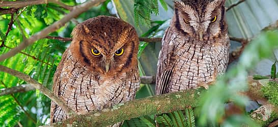 International Owl Awareness Day