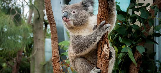 International Wild Koala Day