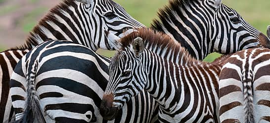 International Zebra Day