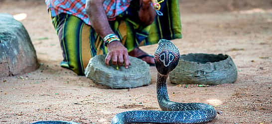 Nag Panchami