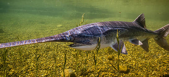 National American Paddlefish Day