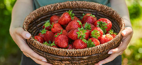 National California Strawberry Day