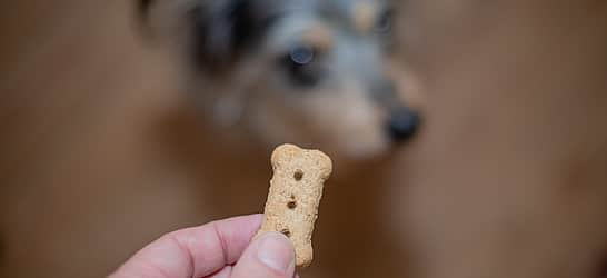 National Dog Biscuit Day