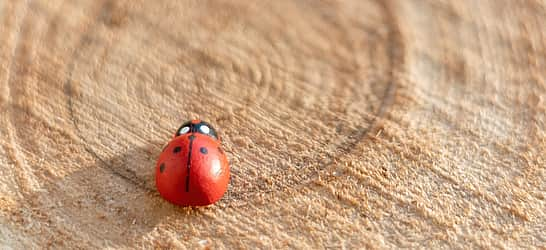 National Gift of the Ladybug Day