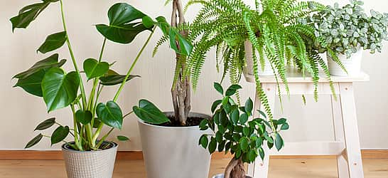 National Indoor Plant Week 