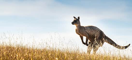 Celebrating National Kangaroo Awareness Day
