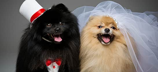 National Pet Wedding Week