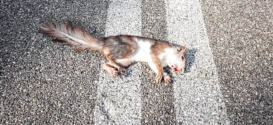 National Roadkill Day