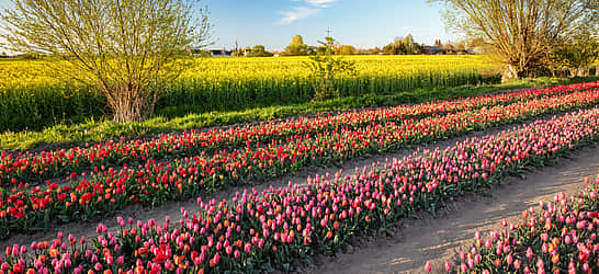 National Tulip Day