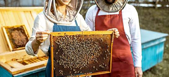 National Urban Beekeeping Day