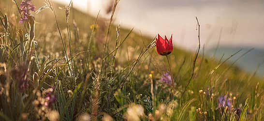 National Wildflower Week 