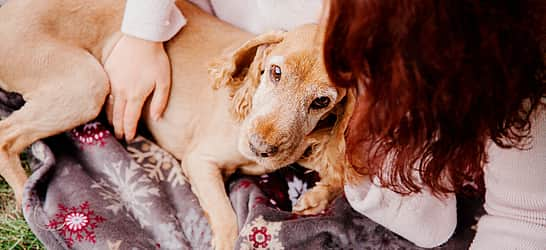 Prevent Lyme Disease in Dogs Month