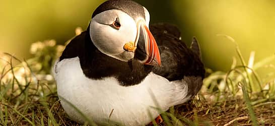 Puffin Day