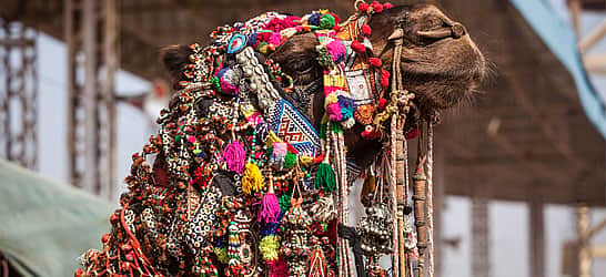 Pushkar Camel Fair