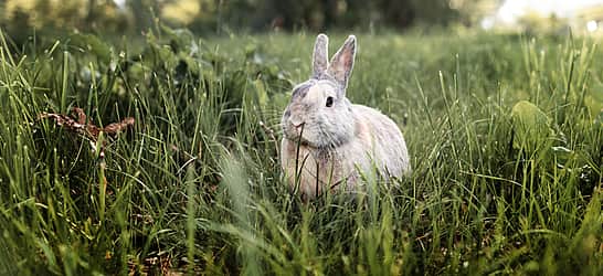 Rabbit Week