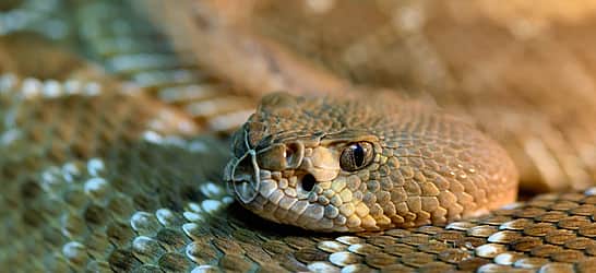 Rattlesnake Roundup Day