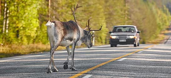 National Roadkill Day