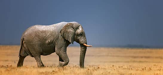 Save The Elephant Day