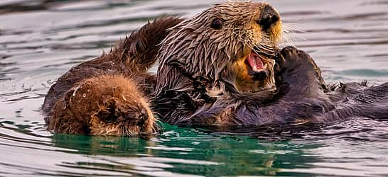 Sea Otter Awareness Week