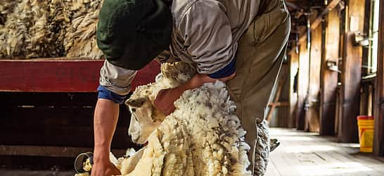 Sheep Shearing Festival