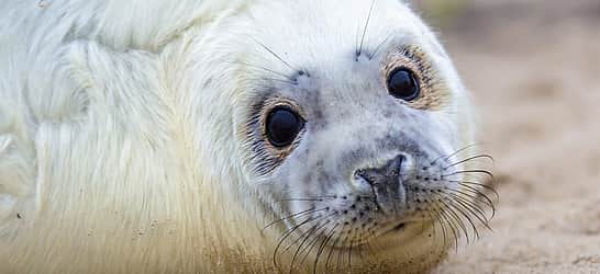 International Day of Action Against Canadian Seal Slaughter