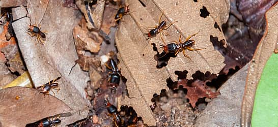 Termite Awareness Week