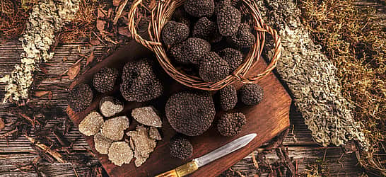 Truffle Days in Croatia