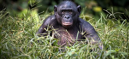 World Bonobo Day