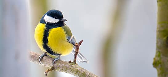 RSPB Feed the Birds Day