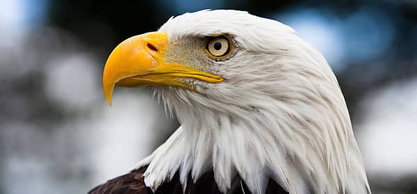 National American Eagle Day (June 20th) Days Of The Year