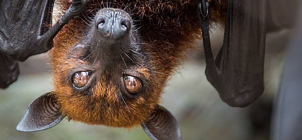 Bat Appreciation Week (Oct 24th to Oct 31st) Days Of The Year