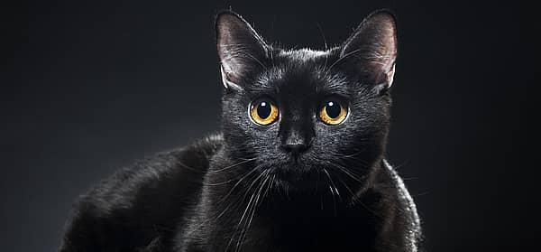 International Black Cat Awareness Month E1575287719521 