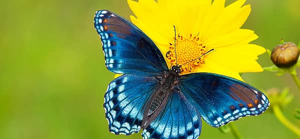 National Learn About Butterflies Day (March 14th) Days Of The Year