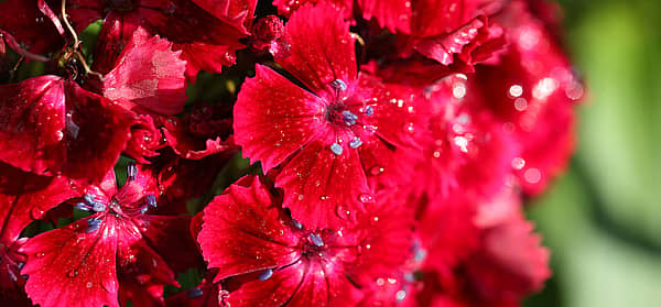 National Carnation Day (January 29th) Days Of The Year