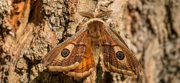 National Moth Week (Jul 20th to Jul 28th) Days Of The Year