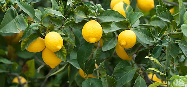 Plant a Lemon Tree Day (May 18th, 2024) Days Of The Year