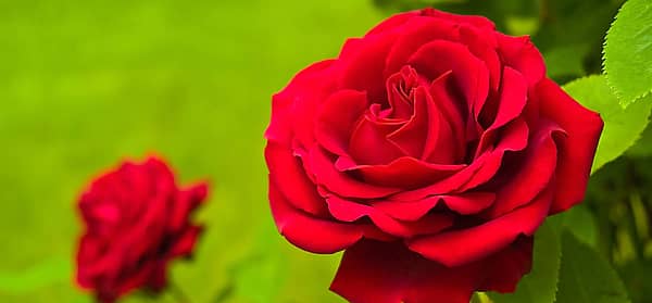 National Red Rose Day (June 12th) Days Of The Year