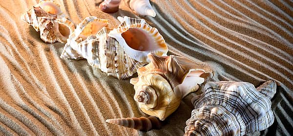National Seashell Day (June 20th, 2024) Days Of The Year
