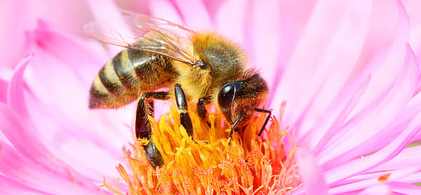 World Honey Bee Day (August 17th, 2024) Days Of The Year