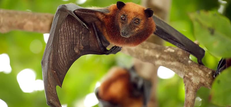 International Bat Appreciation Day (April 17th) Days Of The Year