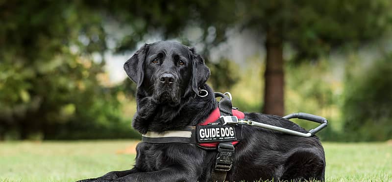National Guide Dog Month (September 2024) Days Of The Year