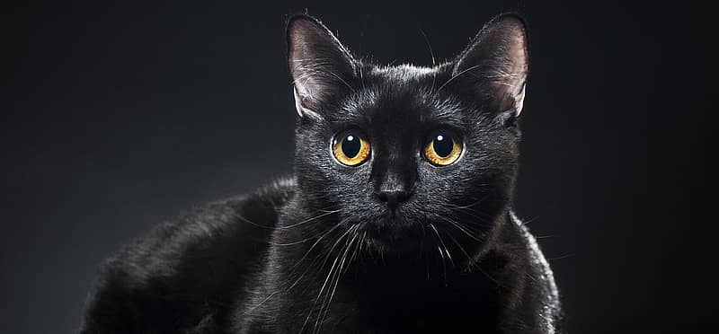 International Black Cat Awareness Month E1575287719521 