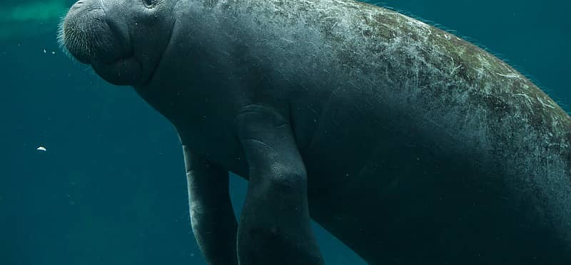 Manatee Awareness Month (November 2024) | Days Of The Year