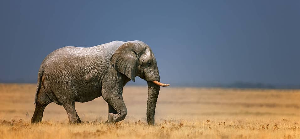 National Elephant Appreciation Day (September 22nd) Days Of The Year