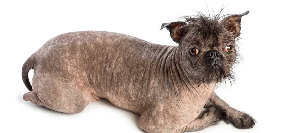 Ugliest Dog Day (June 21st, 2024) | Days Of The Year