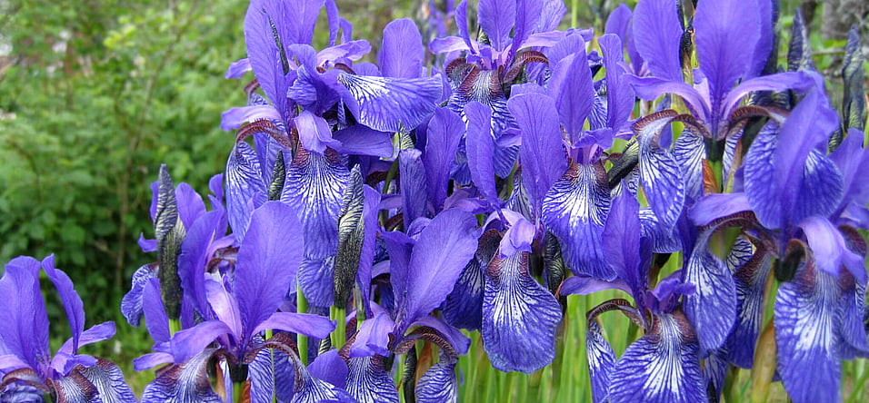 Iris Day (May 8th) Days Of The Year