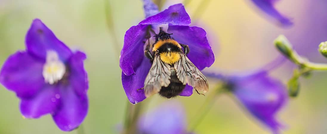 National Pollinator Month
