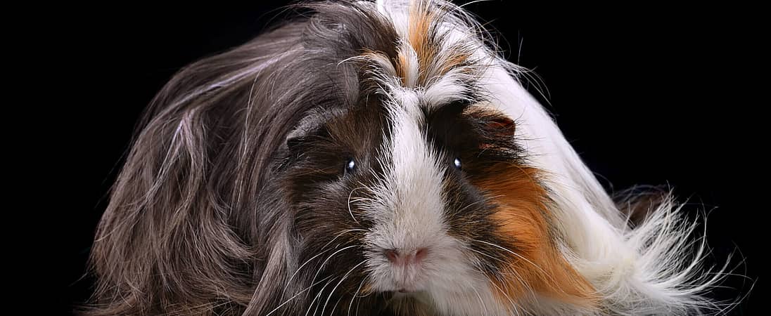 Adopt a Rescued Guinea Pig Month